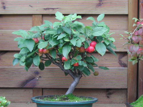 belles pommes rouges Pommier%20120907