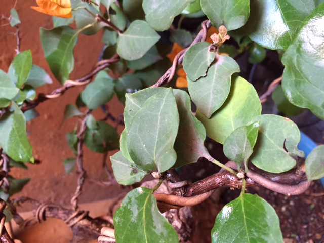 Bugambilia - mejorar aspecto de hojas Bugam-hojas