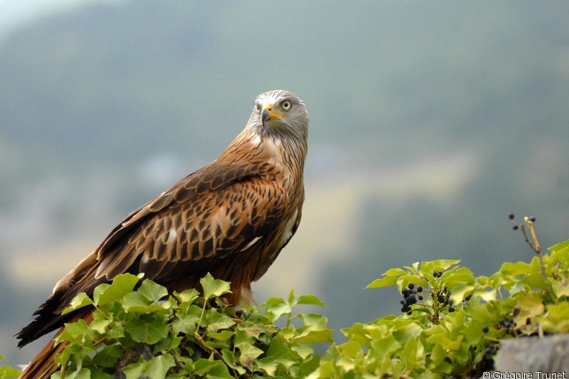 l'oiseau de Martin du 14 novembre trouvé par Ajonc Milan-royal-grtr-1g