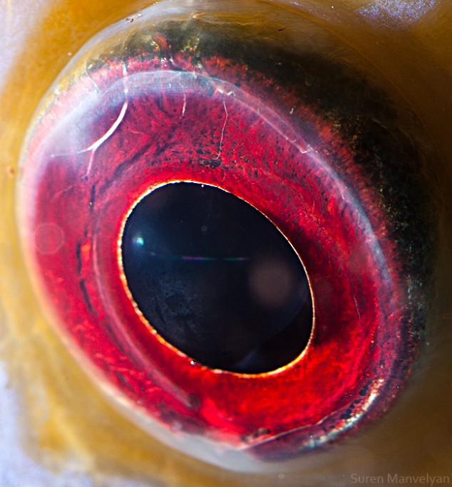 20 close-up photos of animal eyes show nature’s wonderfully extreme ocular diversity Animal-Eyes-Discus-Fish-634x684