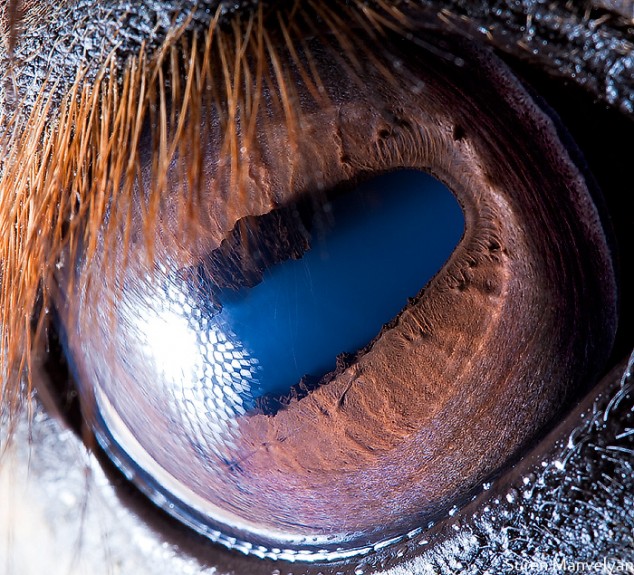 20 close-up photos of animal eyes show nature’s wonderfully extreme ocular diversity Animal-Eyes-Horse-634x575