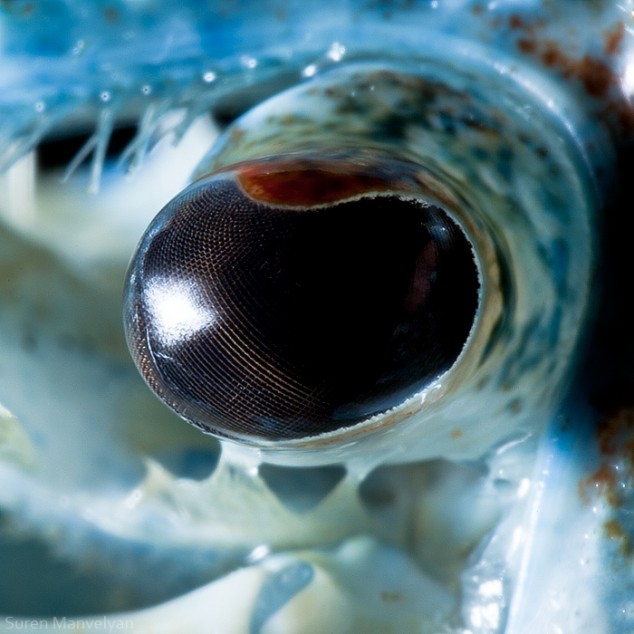 20 close-up photos of animal eyes show nature’s wonderfully extreme ocular diversity WorkbookPDFMessage