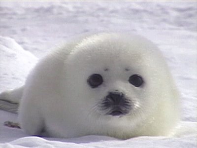What Is the Meaning of Spirituality? Cute-baby-seal