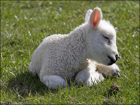 What Is the Meaning of Spirituality? Cute-little-lamb1