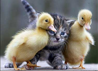 What Is the Meaning of Spirituality? Kitten_ducks