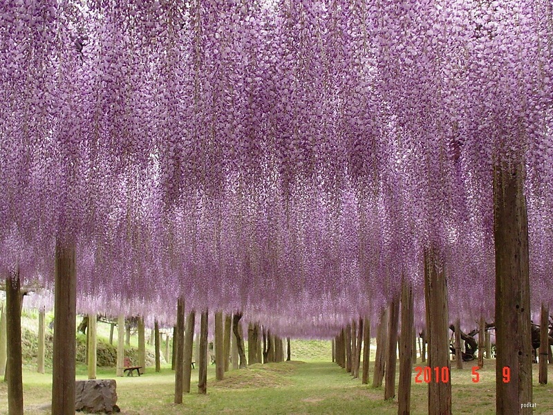 حديقة الزهور المعلقه في اليابان “جميله جداً “   0_8278e_94f299c8_XL