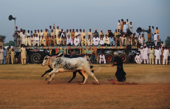 صور عادات كل الدول Pakistan-bull-race-550x352