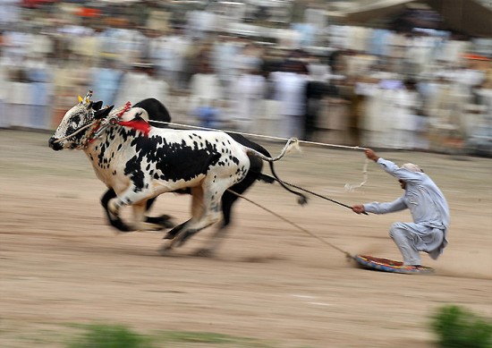 صور عادات كل الدول Pakistan-bull-race2-550x389