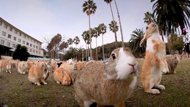 Okunoshima, "La Isla de los Conejos" Reclaimed-by-nature-okunoshima