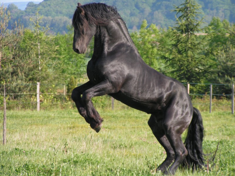 Black Beauty de Skyliie | Etalon | VENDU - Frison