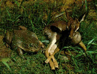 أكبر ضفدع في العالم .. ووواااو .. The world's largest frogs  Giant