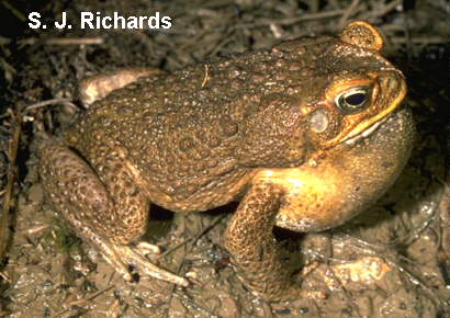 أكبر ضفدع في العالم .. ووواااو .. The world's largest frogs  Canetoad
