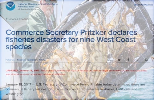 'Devastating, Alarming, Dire' Situation Continues To 'Mystify And Stump' Scientists Fishery_disasters