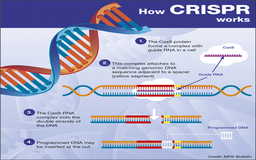 SPRING'S 12-15-17 !GENE EDITOR "WMD" CRISPR! & HEALTH RANGER GARDEN vs YOUTUBE FLORIDA! & !!!Assange Warns of Coup to Install Pence as POTUS !! &   How_crispr_works