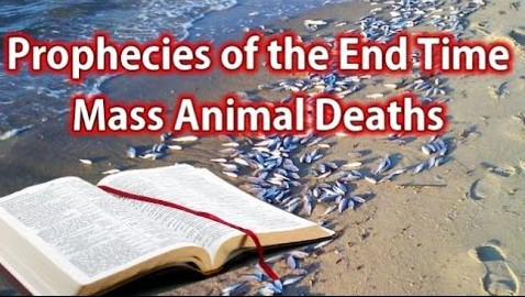 More Mass Death Across Planet Provide Us More Proof Something Huge Is About To Happen Massanimaldeaths2015