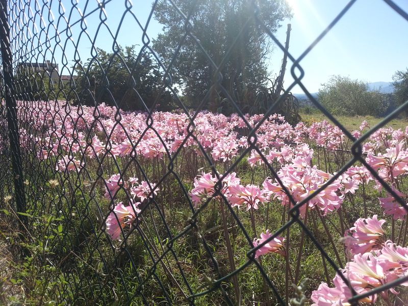 Amaryllis belladonna 2012amaryllisBella3