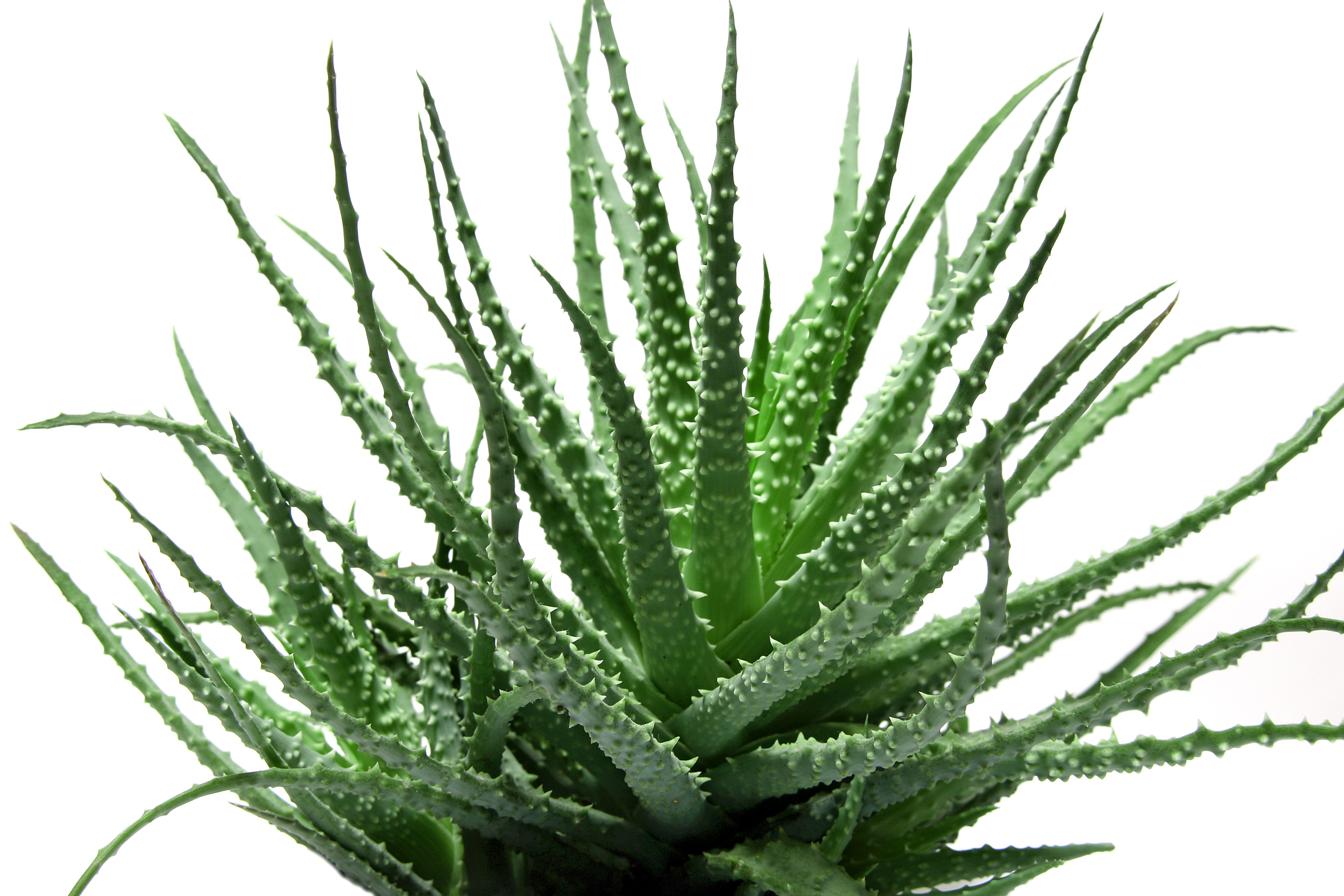 10 plantes qui attirent les énergies positives Aloe-vera-3