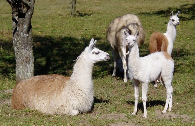 Google Suche Lama-familie