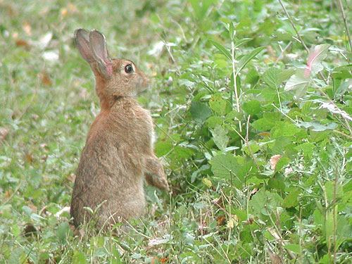 Discussion sur les photos du Concours de JUIN 2009 - Page 3 Lapin_garenne_100