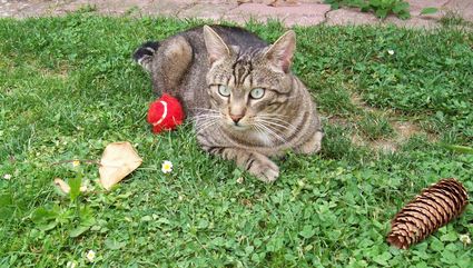 Alphonse BLAISE poète amoureux des chats Minou