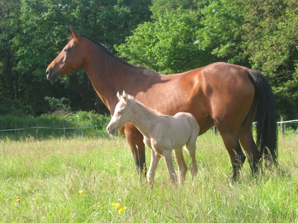 Naissance des poulain de Lovelecheval - Page 2 Poulain200502