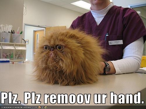 CUTE LOL KITTIES!!! Funny-pictures-cat-hates-the-vet