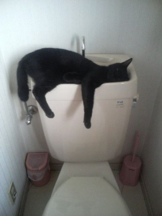 chat divers  Amazing-cat-like-a-bosses-photos