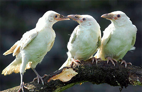 Les cas nocturnes où il pourrait d'agir d'oiseaux... Vos avis... CorbeauxBlancs