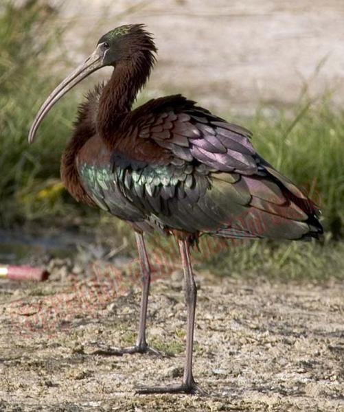 l'oiseau de Martin du 1er Août trouvé par Blucat Ibis%20falcinelle3