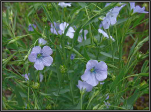 TỨ TUYỆT HOA Linum-Usitatissimum