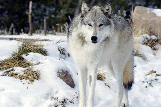 Videns, der Hüter der Toten | Wolf des Südrudels YellowStoneWolf