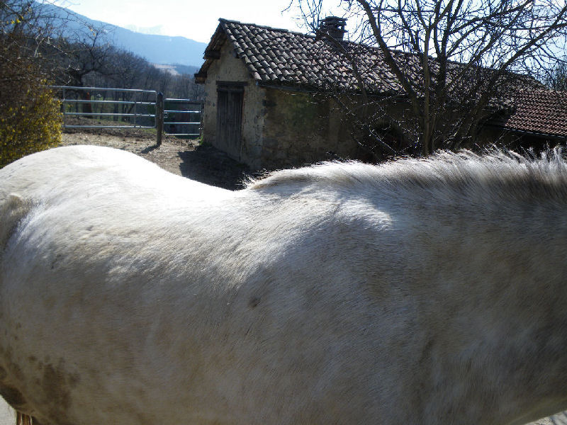 Votre selle est-elle adaptée au dos du cheval ? - Page 2 IMGP0187