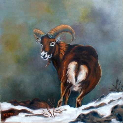 Le mouflon Mouflon