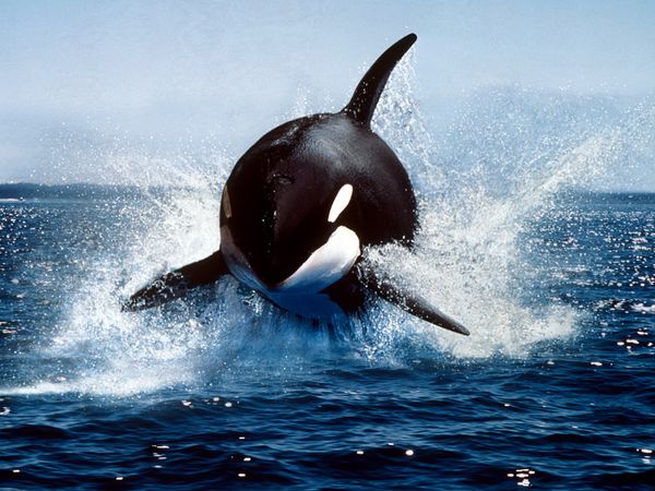 (FULL) WA International News Network - Page 25 Killer-whale-photo