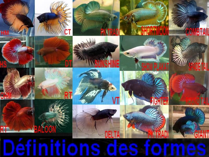 Site sympa sur les Betta splendens 79rxbola