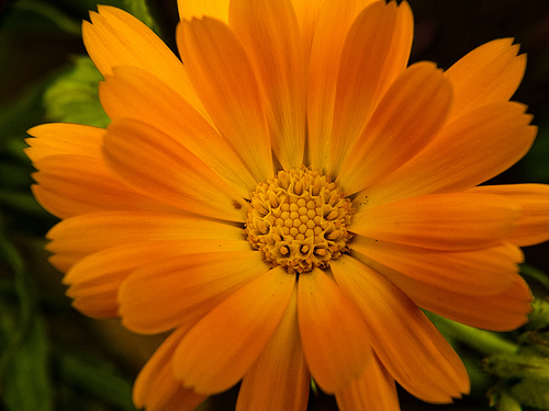 santé et beauté(suite) Calendula