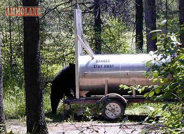 Bear Hunt Ends After 295 Killed In Two Days Bear-Trapping