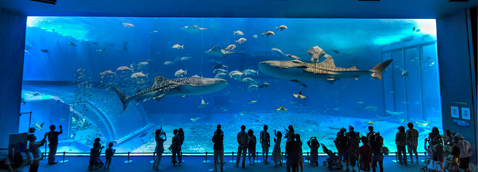 Okinawa Churaumi Aquarium Okinawa-Churaumi-Aquarium-Japan