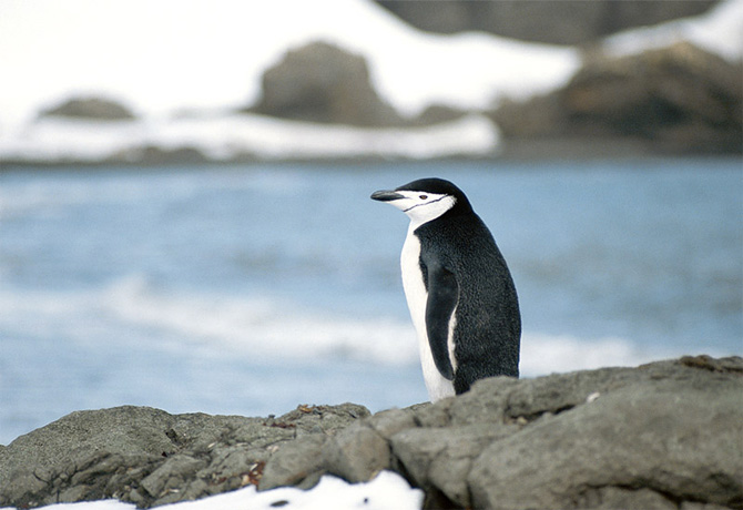 سبحان الخالق صور اكثر من رائعة Penguins%20%2813%29