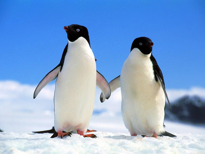 سبحان الخالق صور اكثر من رائعة Penguins%20%288%29