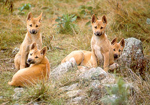 Dingo Dogs Dog13