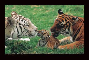 les tigres/tigresses Tigres%20e%20cria-thumb