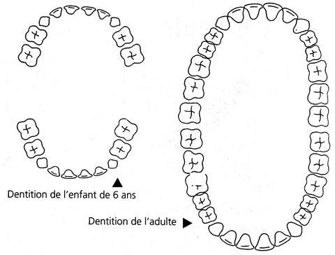 Les dents Dentslaitadulte1