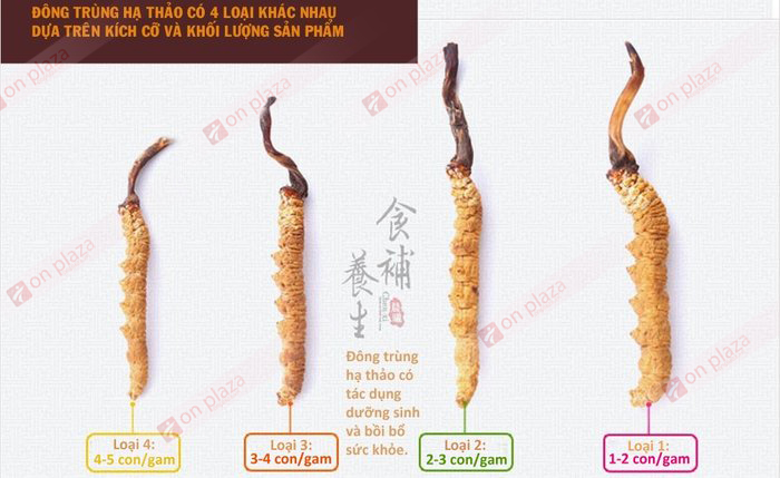 đông trùng hạ thảo Làm giảm lượng cholesterol trong máu Phan-loai-dong-trung-ha-thao