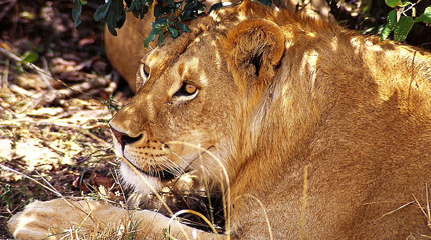 ANIMAUX SAUVAGES (photos,textes,vidéos) 691d1b89