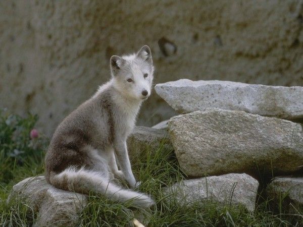 fond d'écran loup 6573964c