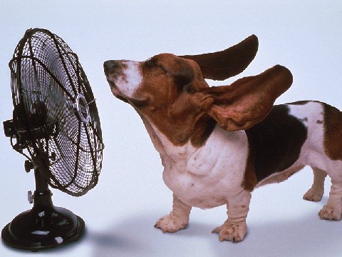 Vive le lundi !!  - Page 11 Chien_ventilateur