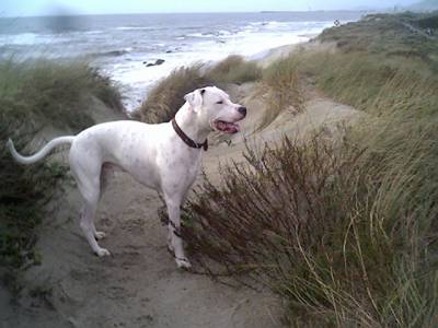 Dogue Argentino 12446_1894