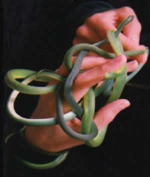 عالم الثعابين ... أسرار ومفاجآت Smgreensnake