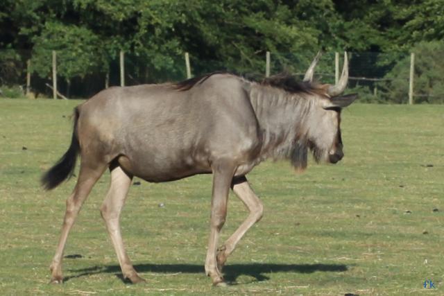 un animal - ajonc - le 6 décembre trouvé par Martine Gnou-7119